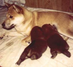 Mother is Shiba's Nest Red Sonia