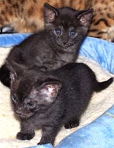 bengal kittens Panthers two sisters