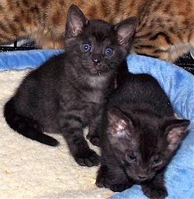 bengal kittens two sisters panthers