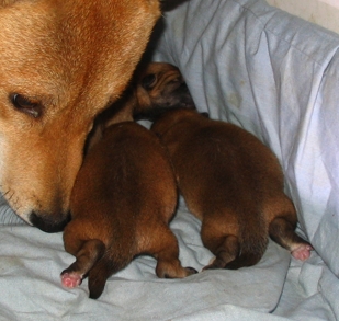 Three brand new Shiba Inu pups with mother Shiba puppies, shiba Inu puppies, shiba pups for sale