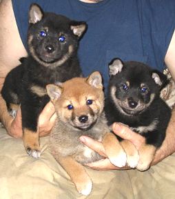 Shiba Inu puppies for sale