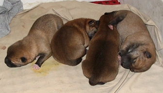 Shiba Inu puppies