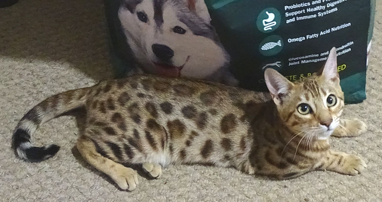 Bengal
            Cat Queen for adoption