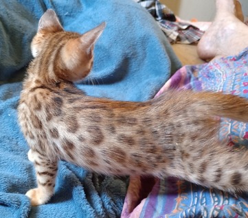 Bengal kittten
                                                    for sale Tucson AZ