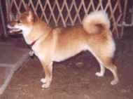 She lives in the Los Angeles area with the Bear, now Kava!