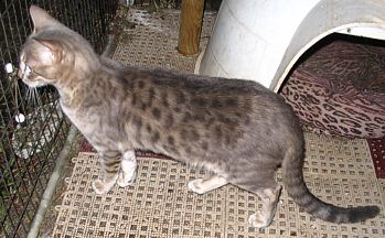 Blue Spotted young female bengal