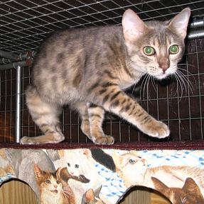 Blue Spotted young female bengal dancing the two-step