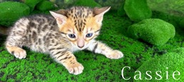 Bengal kitten for sale Tucson, AZ