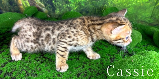 Bengal kittens for sale Tucson AZ
