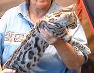 Cloudwalker, Silver Bengal Cat Stud