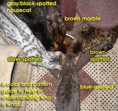 Colors and patterns of Bengal cats