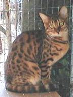Dominique, a Bengal cat queen