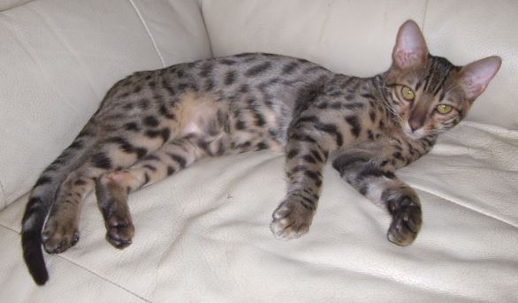 Bengal cat kitten for sale, young silver male Flash Gordon
