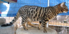 brown leopard spotted bengal kitten