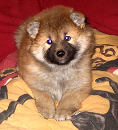 Shiba Inu puppies