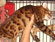 Bengal kittens and cats
                              for sale Tucson, AZ