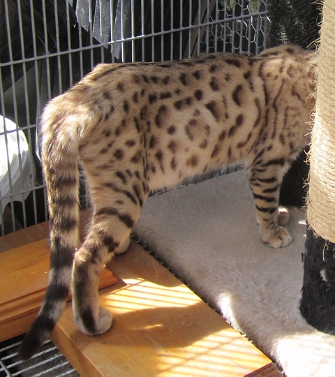 Bengal kitten for sale Tucson