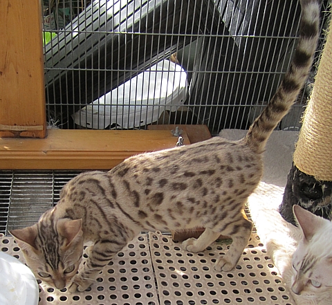 Bengal kitten for sale Tucson