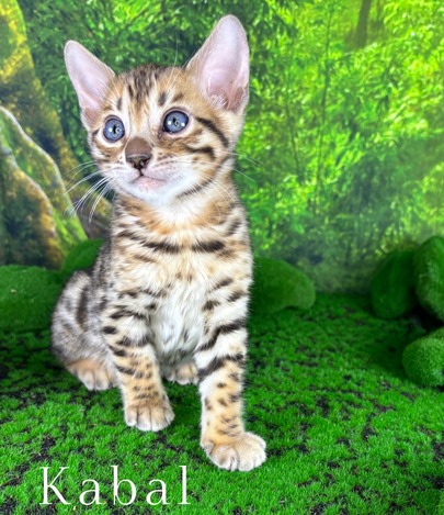 Bengal kittens for sale Tucson AZ