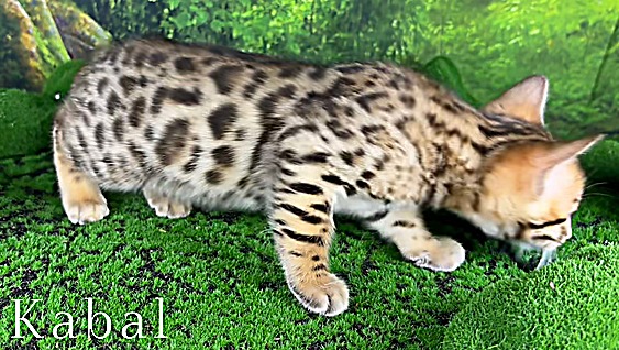 Bengal kittens for sale Tucson AZ