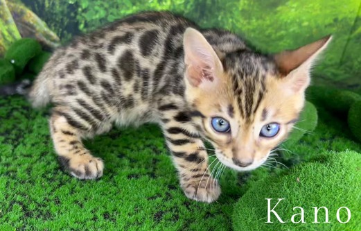 Bengal
                            kittens for sale Tucson, AZ