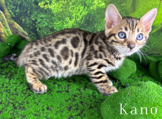 Bengal kitten for sale Tucson, AZ