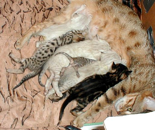 Bengal kittens with mom bengal kittens with mom