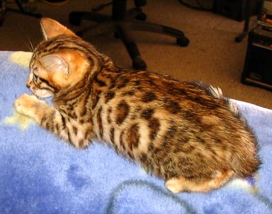 Bengal kittens available