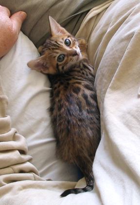 Bengal kittens available