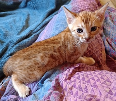 Bengal kittens
                                                    for sale Tucson, AZ