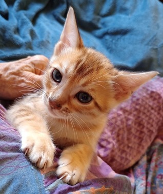 Bengal kittens
                                                    for sale Tucson, AZ