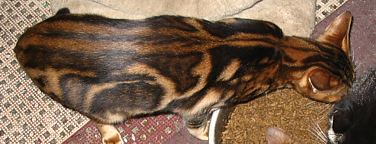 Black/gold Marble Bengal queen with glitter in gold areas