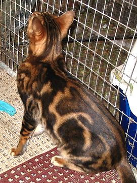 Black/gold Marble Bengal queen with glitter in gold areas