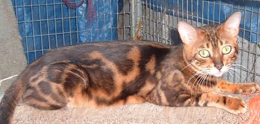 Bengal cat queen, brown marble