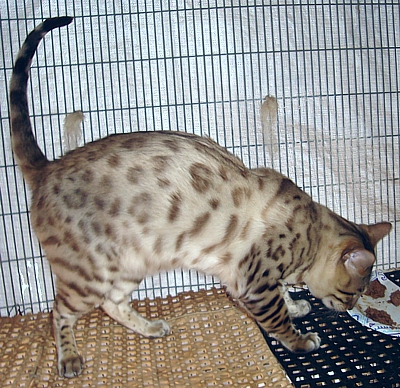 Bengal kittens and cats
                                for sale Tucson, AZ