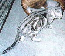 Bengal cats