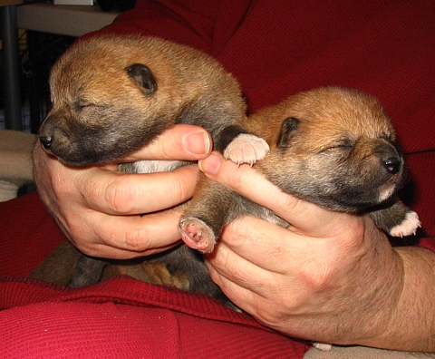 new shiba inu puppies shiba puppies, shiba inu, puppies for sale