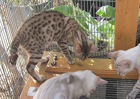 Bengal kitten for sale Tucson