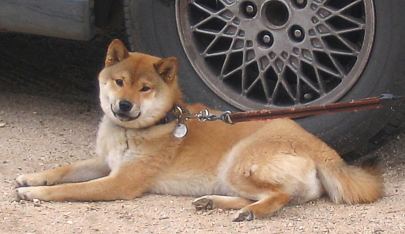 Suki, Shiba Inu Female Suki, Shiba Inu Female