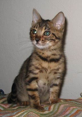 Bengal kitten for sale