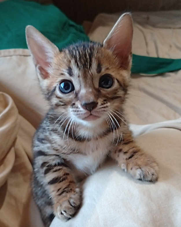 Bengal
                kittens for sale Tucson AZ