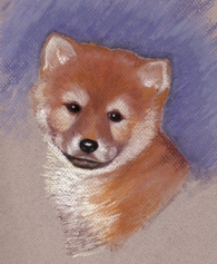 Shiba Inu pet portraits Shiba Inu pet portraits, any pet portrait in pastels