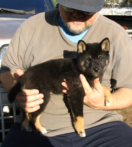 Black and tan shiba inu puppy