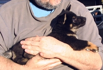 Black and tan shiba inu puppy