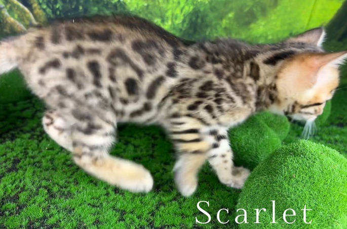 Bengal kitten
                        for sale Tucson, AZ