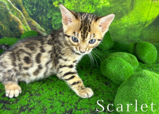 Bengal kitten
                        for sale Tucson, AZ