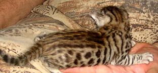 Bengal kitten for Christmas