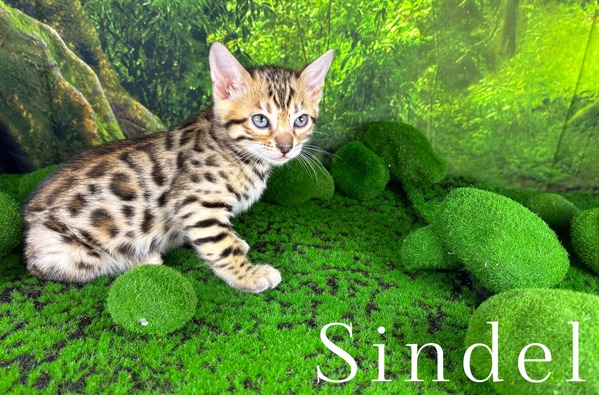 Bengal kitten
                        for sale Tucson, AZ