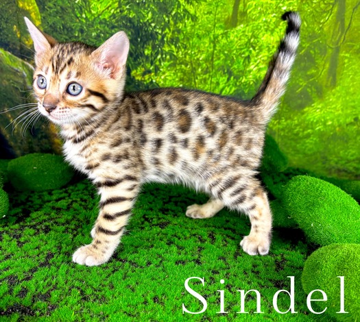 Bengal kitten
                        for sale Tucson, AZ
