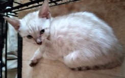 Bengal kitten
                                                    for sale Tucson, AZ